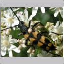 Leptura quadrifasciata - Vierbindiger Schmalbock 06.jpg